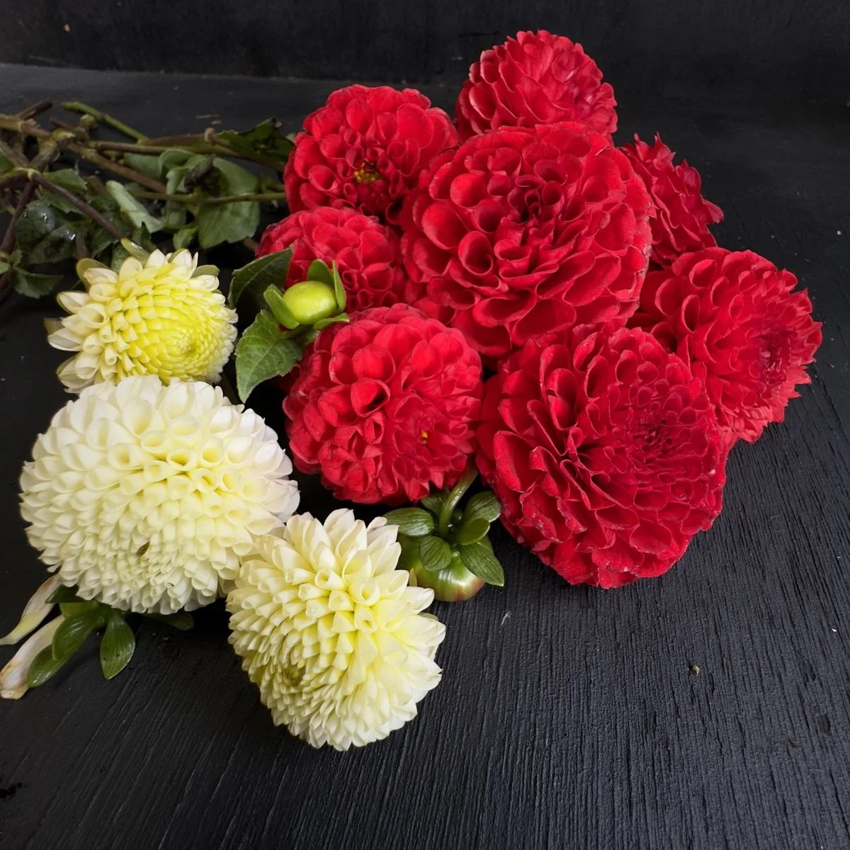 Malymoon バブルハートドーリーデビル レッド Tater Hill Little Red Dahlia — GOLDENROD GARDENS